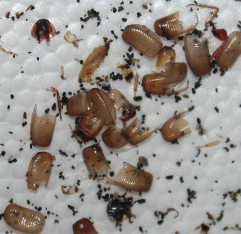 Lege kakkerlakken ootheca in een appartement is een teken dat insecten hier gedijen en al heel lang broeden.
