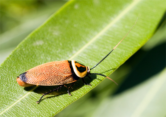 Kakkerlakken, die inheems zijn in tropische bossen, zijn erg afhankelijk van waterbronnen (Australische boskakkerlak wordt op de foto getoond).