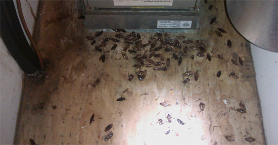 Kakkerlakken bij de afzuigkap in de keuken