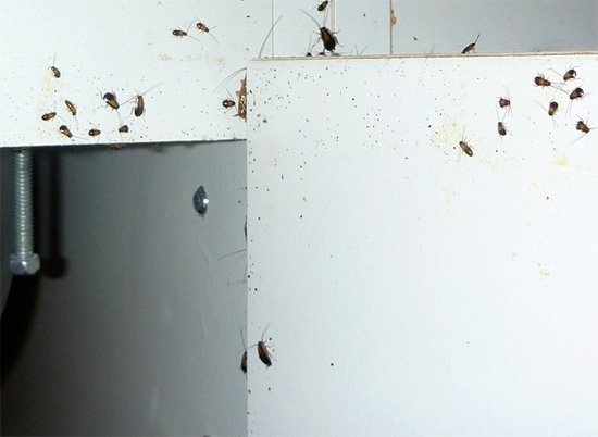 U kunt rioolkakkerlakken bestrijden met behulp van insectendodende preparaten en vallen.