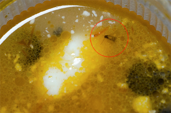 Een kakkerlak in de soep is aanleiding voor een schandaal en een klacht bij de SES.