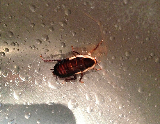 Een kakkerlak drinkt water uit een gootsteen