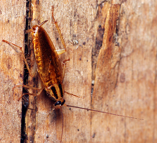 Als er constant kakkerlakken in de ingang of bij de buren leven, verschijnen er regelmatig verkenners in uw appartement om te controleren of het mogelijk is om hier lang te blijven.