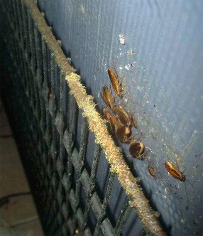 Kakkerlakken op de toegangsmuur