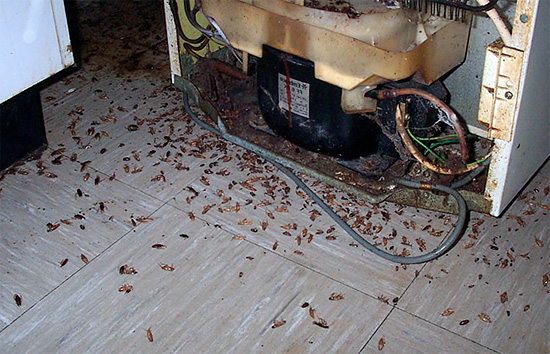 De foto toont een voorbeeld van een groot aantal kakkerlakken die zich achter de koelkast verschuilen en tijdens de vervolging worden vernietigd.