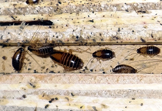 Rode kakkerlakken zijn dol op de geur van hout en blijven het liefst in de buurt van houten producten.
