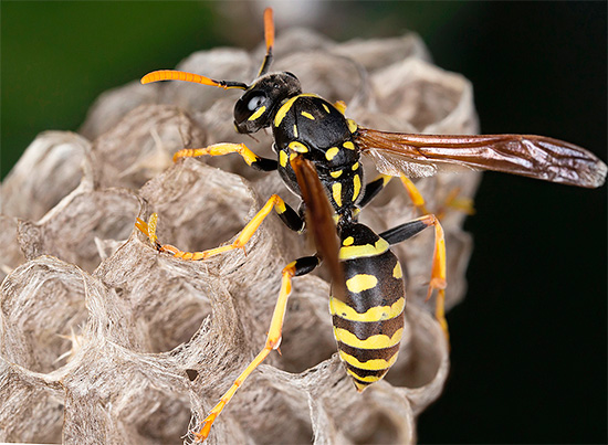 Non è così difficile far emergere le vespe che hanno fatto il nido in una casa o in un cottage estivo, se sai come farlo correttamente - ne parleremo ulteriormente ...