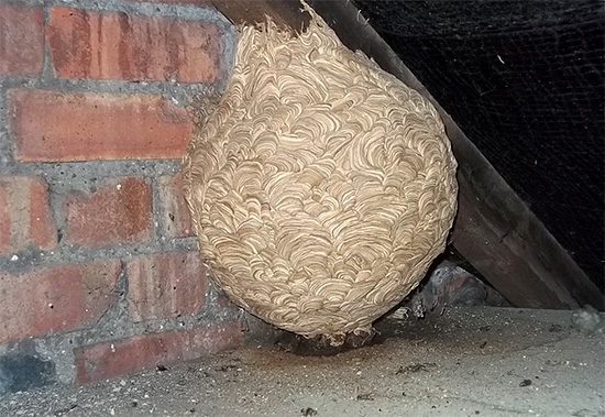 Un altro esempio di nido in una posizione scomoda nella soffitta di una casa.