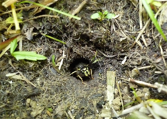 Fotografia arată intrarea într-un cuib de viespi situat sub pământ.