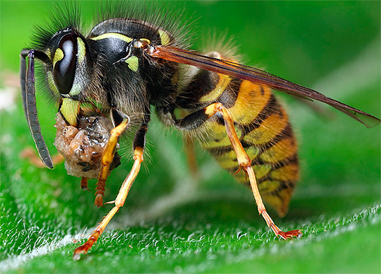 Insieme a un pezzo di pesce, carne o pancetta, la vespa volerà immediatamente al suo nido per nutrire le larve.