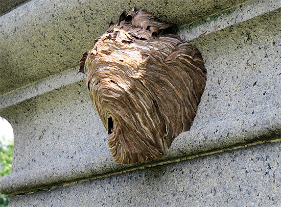 Si consiglia di posizionare la trappola nelle immediate vicinanze del nido di vespe, in questo modo sarà più veloce sterminare gli insetti.