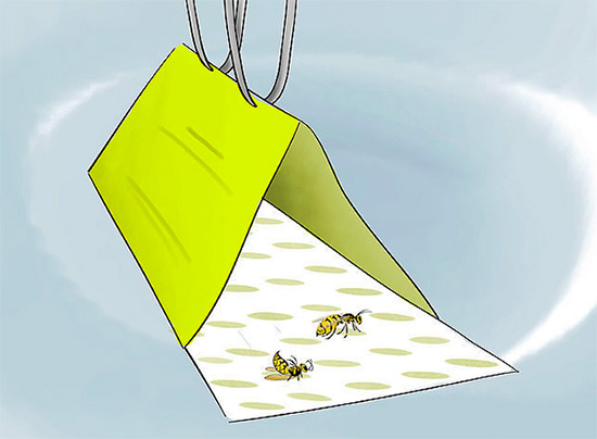 Sedute su una superficie così adesiva, le vespe non saranno più in grado di staccarsi da essa.