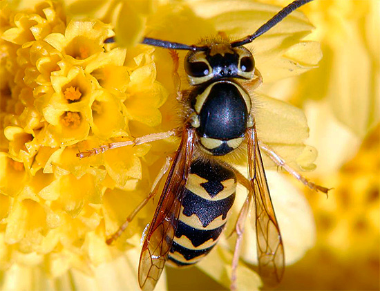 Er moet aan worden herinnerd dat wespen als geheel geen schadelijke insecten zijn en zelfs veel voordelen kunnen opleveren in de tuin.