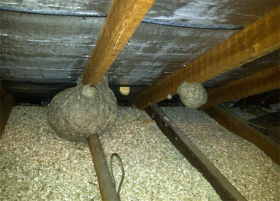 Anche vespe e calabroni amano fare il nido in soffitta.