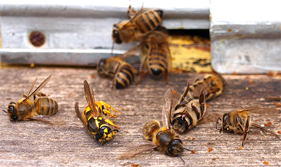 Někdy vosy (a zejména sršni) napadají včelí úly a způsobují jim značné škody.