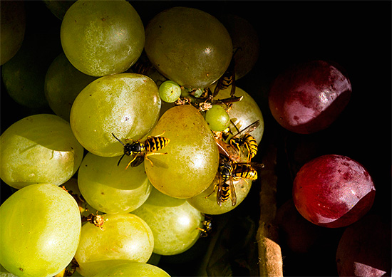 Kadangkala tebuan tidak menyusun sarangnya di tapak, tetapi hanya terbang masuk untuk menjamu, contohnya, anggur atau plum yang jatuh.