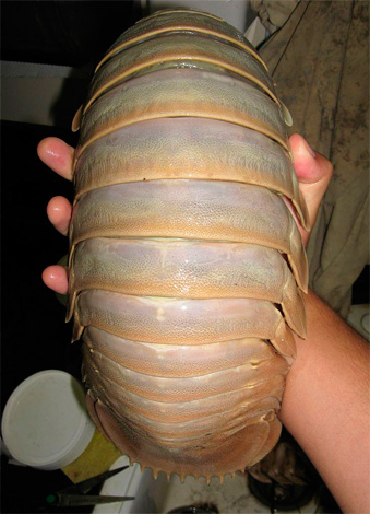 Foto menunjukkan spesimen kutu kayu besar (isopod) yang ditangkap pada kedalaman yang sangat dalam.