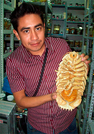 Ecco come appare una copia essiccata dell'isopode gigante Bathynomus giganteus (foto scattata al centro di ricerca).