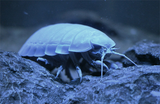 Isopod gergasi biasanya hidup pada kedalaman antara beberapa ratus hingga 2,000 meter.