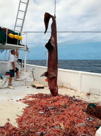 Ojedinělý případ: na malé ploše dna bylo spolu s nejvzácnějším žralokem na světě chyceno do sítě několik desítek obřích dřevomorek.