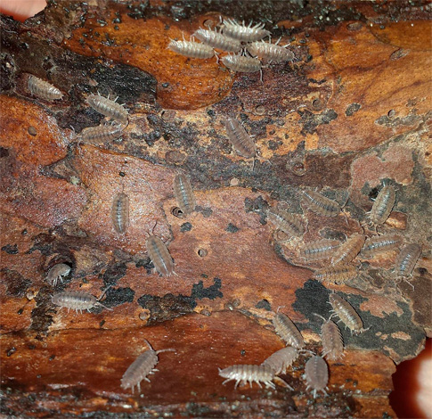 Cluster van houtluizen onder een stuk hout.