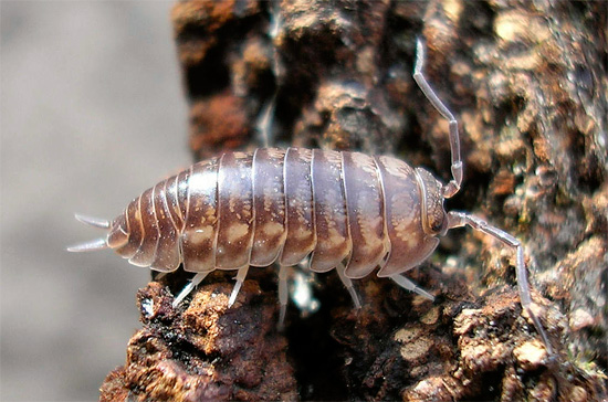 O trăsătură caracteristică a păduchilor din specia Cylisticus convexus este prezența cercilor pronunțați la capătul abdomenului.