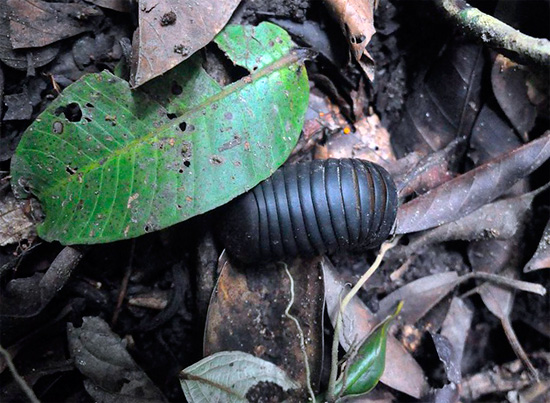 Centipedul tropical, care este ușor de confundat cu păduchii de lemn.