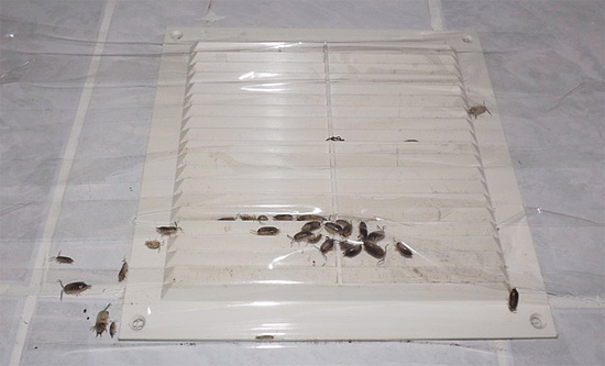 Een voorbeeld van hoe houtluis via het ventilatiesysteem vanaf de zolder een appartement binnen kan komen.