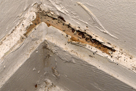 Nelle piccole fessure dei muri, gli insetti possono radunarsi a decine e centinaia: la nebbia fredda può facilmente penetrare anche nei nidi di parassiti più appartati.