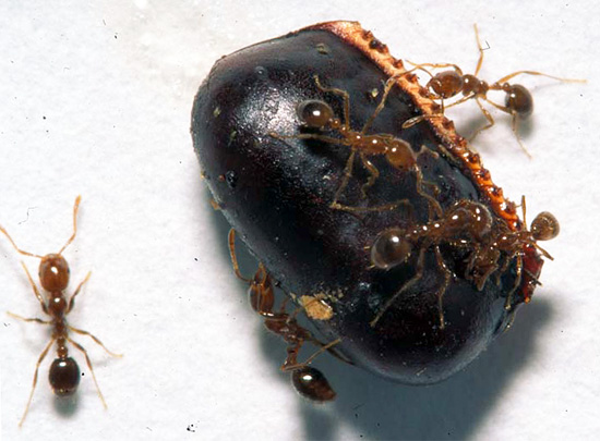 In een gewoon appartement worden ootheca van zwarte kakkerlakken gegeten door hun rode familieleden en mieren.