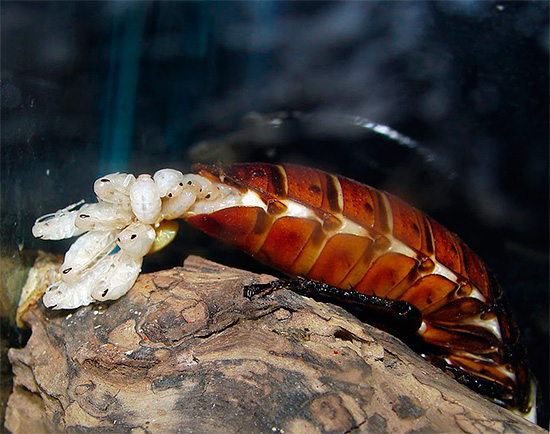 Ecco come appaiono le peculiari nascite degli scarafaggi sibilanti del Madagascar ...