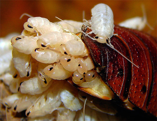 Un timp după ecloziune, larvele rămân aproape de mama lor, care le protejează.