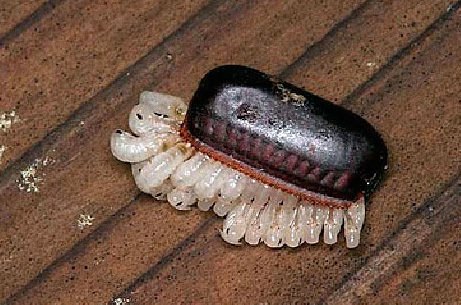 Uitkomen van zwarte kakkerlaklarven - ze scheurden de muren van de ootheca, die klein voor hen werd.