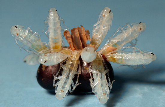 Zo ziet een zwarte kakkerlak ootheca eruit met larven die eruit komen - in het begin zijn ze wit, bijna transparant.