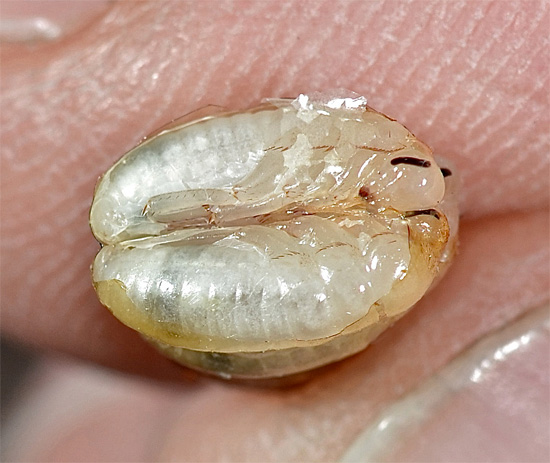 Kackerlacka embryon tagna från en skadad ootheca.