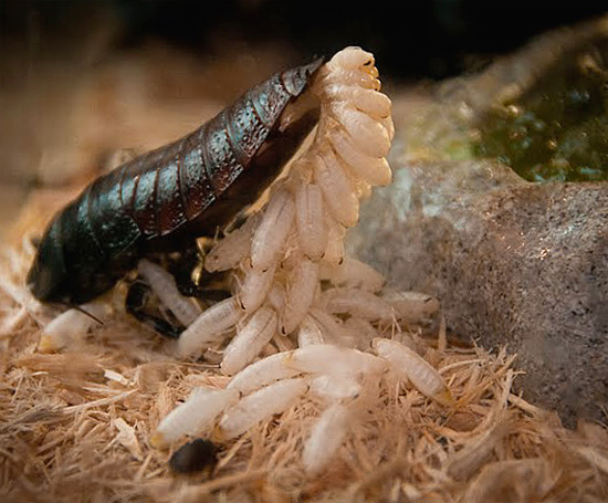 De vrouwelijke Madagaskar-kakkerlak spuugt een enorm aantal larven uit haar buik ...
