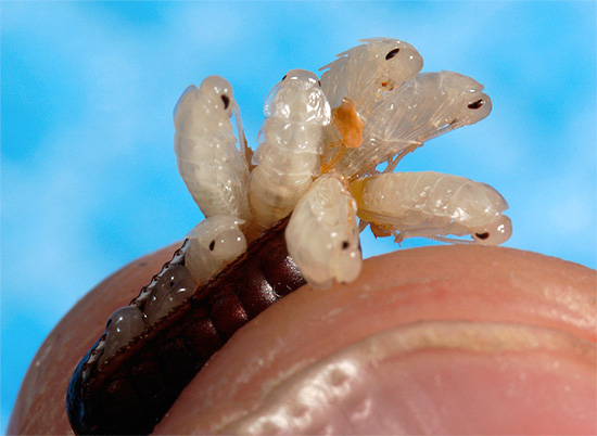 Un'altra foto in cui puoi vedere chiaramente le larve di scarafaggio quasi schiuse dalle uova.