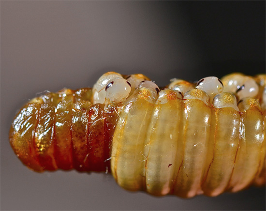 Fotografiet visar tydligt att det finns många ägg i kackerlackans ootheca, som vart och ett utvecklar bara en larv.