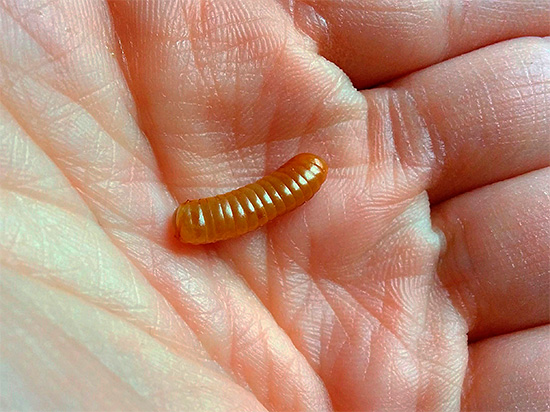 Als je een kakkerlak-ootheca in je huis vindt die zijn integriteit heeft behouden, is het beter om hem te vernietigen, omdat larven kunnen uitkomen uit de eieren die erin zitten.