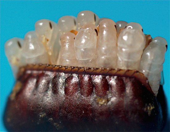 Le larve di scarafaggio nero si schiudono dalle uova contenute nell'ooteca.
