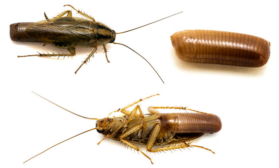 De foto toont een ootheca van een rode kakkerlak (Prusak) - er worden maximaal 50 individuele eieren in geplaatst.