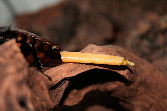 Bazı tropikal hamamböceği türlerinde, örneğin Madagaskar'da, ootheca karakteristik olarak uzunluk olarak uzar.