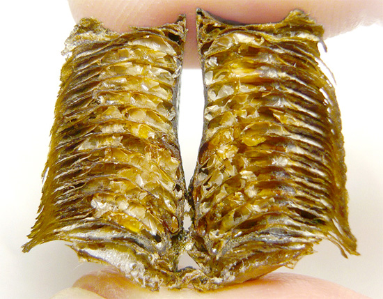 Ouăle din interiorul otecii gândacului sunt protejate în mod fiabil de deteriorarea mecanică printr-o coajă similară cu pergamentul.