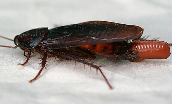 Edém na konci břicha březí samice švába amerického.