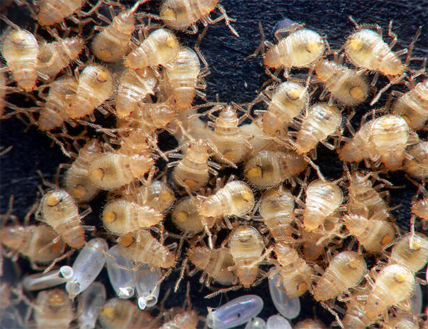 La photo montre un groupe de larves de punaises de lit qui viennent d'éclore de leurs œufs.