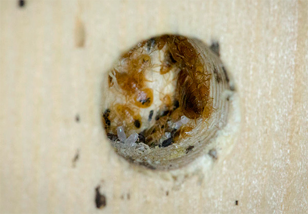Insektsdödande rök kommer att tränga in i de minsta sprickorna och hålen, där vägglöss också kan gömma sig.