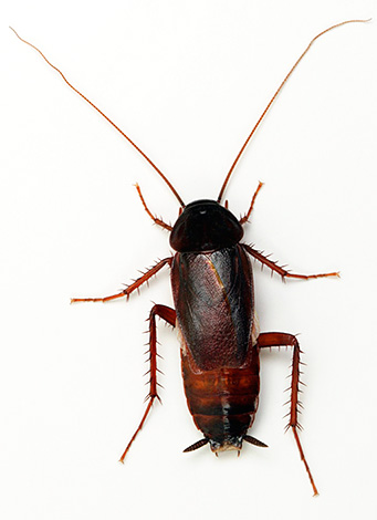 Černý šváb je ruskému lidu znám mnohem déle než červený.