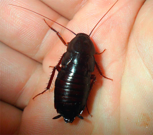 La foto mostra uno scarafaggio nero (Blatta orientalis)