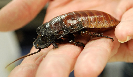 Gli scarafaggi del Madagascar non hanno affatto le ali, ma possono sibilare rumorosamente.