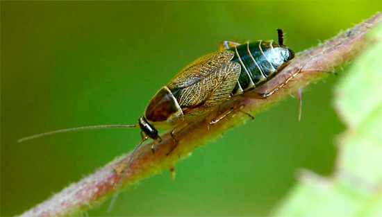 Laponya hamam böceği küçük ve göze çarpmaz ve neredeyse hiçbir zaman bir insan konutuna girmez.